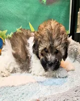 Lil Peanut, a male Maltese and Poodle - Toy  for sale in Penrose, CO – 3 of 9