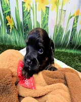 Flora, a female Yorkshire Terrier and Poodle - Toy  for sale in Penrose, CO – 3 of 10