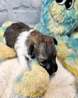 Lil Peanut, a male Maltese and Poodle - Toy  for sale in Penrose, CO – 4 of 10