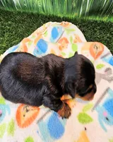 Farley, a male Yorkshire Terrier for sale in Penrose, CO – 6 of 6