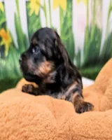 Felix, a male Yorkipoo and Yorkshire Terrier for sale in Penrose, CO – 1 of 10