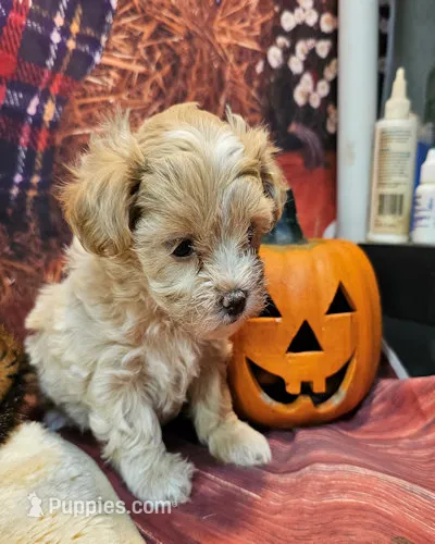 Blossom – Maltipoo, Maltese puppy for sale in Penrose, CO