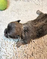 Oliver, a male Maltese and Morkie for sale in Penrose, CO – 10 of 10
