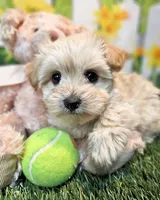 Sawyer, a male Havanese and Maltese for sale in Penrose, CO – 2 of 6