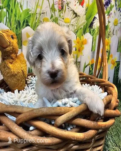 Beatrice – Maltipoo puppy for sale in Penrose, CO