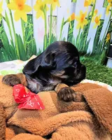 Farrah, a female Yorkshire Terrier and Poodle - Toy  for sale in Penrose, CO – 3 of 10