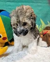 Lil Peanut, a male Maltese and Poodle - Toy  for sale in Penrose, CO – 8 of 9