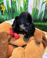 Felicity, a female Yorkipoo and Yorkshire Terrier for sale in Penrose, CO – 8 of 10