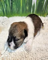 Sammy, a male Maltese and Poodle - Toy  for sale in Penrose, CO – 3 of 10