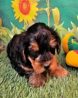 Fraiser, a male Yorkshire Terrier for sale in Penrose, CO – 7 of 10