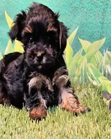 Yorkiepoo pup, a male Yorkipoo and Yorkshire Terrier for sale in Penrose, CO – 6 of 10