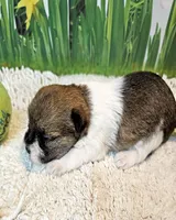 Sammy, a male Maltese and Poodle - Toy  for sale in Penrose, CO – 1 of 10