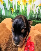 Farley, a male Yorkshire Terrier for sale in Penrose, CO – 2 of 6