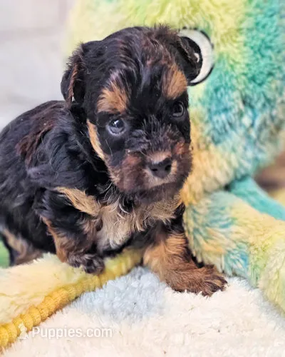Felix – Yorkipoo, Yorkshire Terrier puppy for sale in Penrose, CO