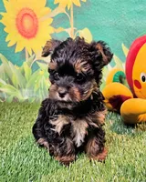 Felix, a male Yorkipoo and Yorkshire Terrier for sale in Penrose, CO – 4 of 10