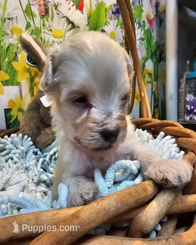 Bisque – Maltipoo puppy for sale in Penrose, CO