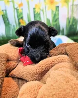 Frannie, a female Yorkipoo for sale in Penrose, CO – 3 of 9
