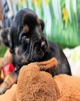 Jefferson, a male Yorkshire Terrier and Morkie for sale in Penrose, CO – 2 of 8