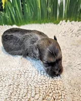 Olive, a female Poodle - Toy  and Morkie for sale in Penrose, CO – 5 of 10