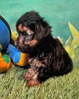 Jefferson, a male Yorkshire Terrier and Morkie for sale in Penrose, CO – 3 of 10