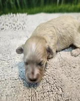 Bonnie, a female Maltese and Poodle - Toy  for sale in Penrose, CO – Photo 4 of 8