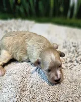 Bonnie, a female Maltese and Poodle - Toy  for sale in Penrose, CO – Photo 5 of 8