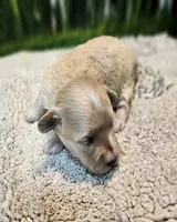 Bonnie, a female Maltese and Poodle - Toy  for sale in Penrose, CO – Photo 3 of 8