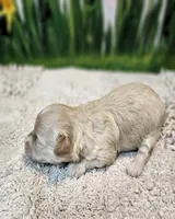 Bonnie, a female Maltese and Poodle - Toy  for sale in Penrose, CO – Photo 2 of 8