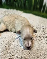Bonnie, a female Maltese and Poodle - Toy  for sale in Penrose, CO – Photo 6 of 8