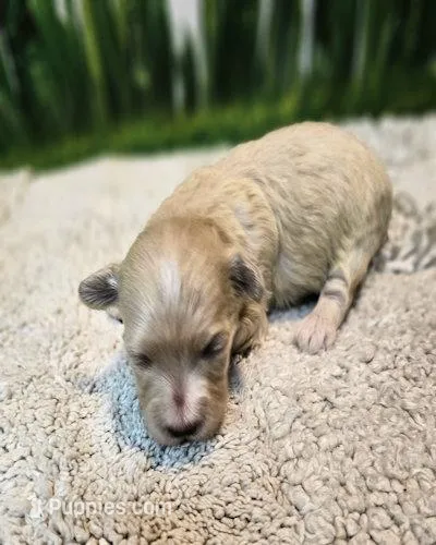 Bonnie, a female Maltese and Poodle - Toy  for sale in Penrose, CO – Photo 1 of 8