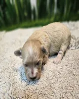 Bonnie, a female Maltese and Poodle - Toy  for sale in Penrose, CO – Photo 1 of 8