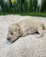 Bonnie, a female Maltese and Poodle - Toy  for sale in Penrose, CO – Photo 8 of 8