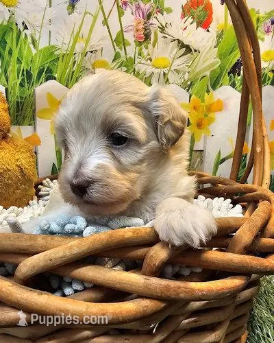Bonnie – Maltese, Poodle - Toy  puppy for sale in Penrose, CO