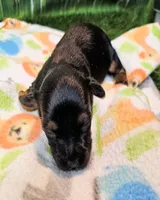 Jefferson, a male Yorkshire Terrier and Morkie for sale in Penrose, CO – 6 of 8