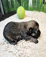 Ophelia, a female Maltese and Morkie for sale in Penrose, CO – 3 of 10