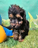 Jefferson, a male Yorkshire Terrier and Morkie for sale in Penrose, CO – 5 of 10