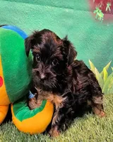 Farrah, a female Yorkshire Terrier and Poodle - Toy  for sale in Penrose, CO – 8 of 10