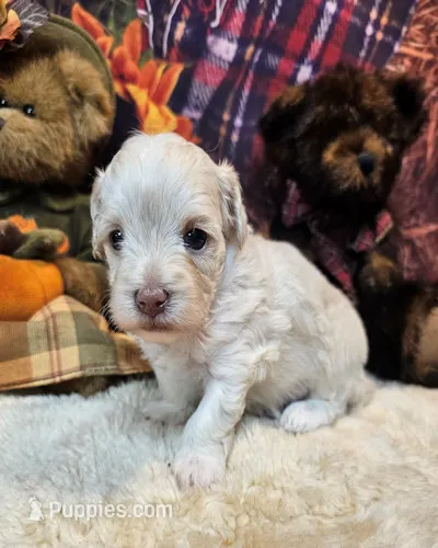 Brooks – Maltipoo, Maltese puppy for sale in Penrose, CO