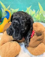 Paisleigh, a female Poodle - Toy  for sale in Penrose, CO – 3 of 10