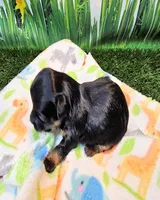Flora, a female Yorkshire Terrier and Poodle - Toy  for sale in Penrose, CO – 10 of 10