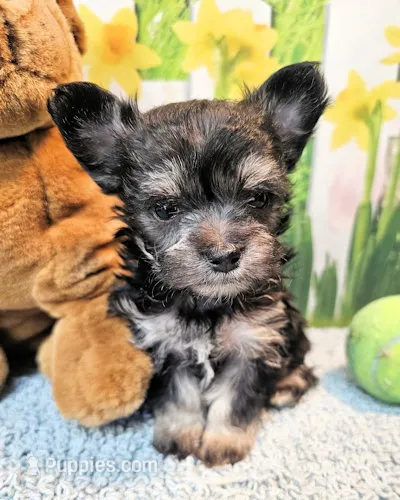 Orielle – Maltese, Morkie puppy for sale in Penrose, CO
