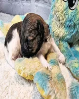 Lil Peanut, a male Maltese and Poodle - Toy  for sale in Penrose, CO – 10 of 10