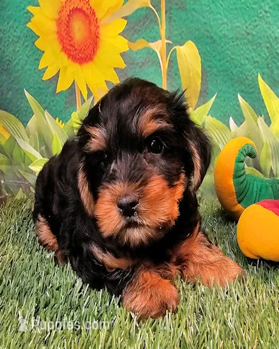 Fraiser – Yorkshire Terrier puppy for sale in Penrose, CO