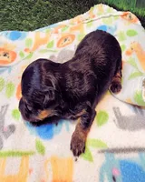 Felix, a male Yorkipoo and Yorkshire Terrier for sale in Penrose, CO – 7 of 10