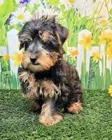 Fraiser, a male Yorkshire Terrier for sale in Penrose, CO – 6 of 8