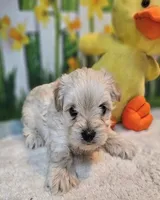 sNickers, a male Havamalt for sale in Penrose, CO – Photo 5 of 10