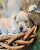Nickers, a male Havamalt for sale in Penrose, CO – Photo 10 of 10