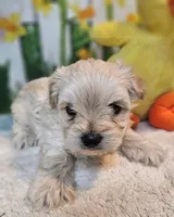 sNickers, a male Havamalt for sale in Penrose, CO – Photo 8 of 10