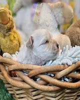 Nickers, a male Havamalt for sale in Penrose, CO – Photo 4 of 10