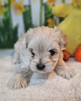 sNickers, a male Havamalt for sale in Penrose, CO – Photo 6 of 10